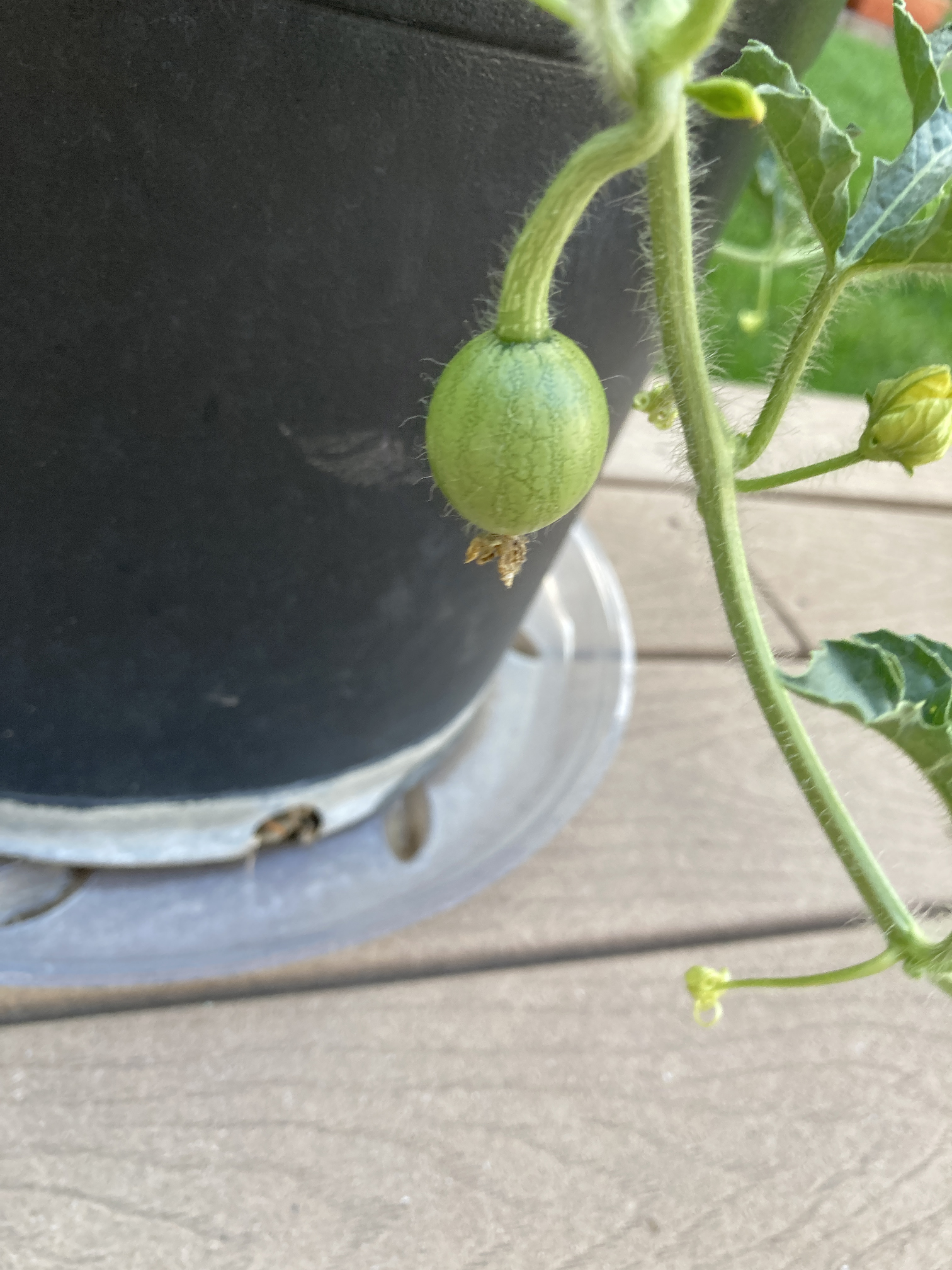 Tiny watermelon on a vine.